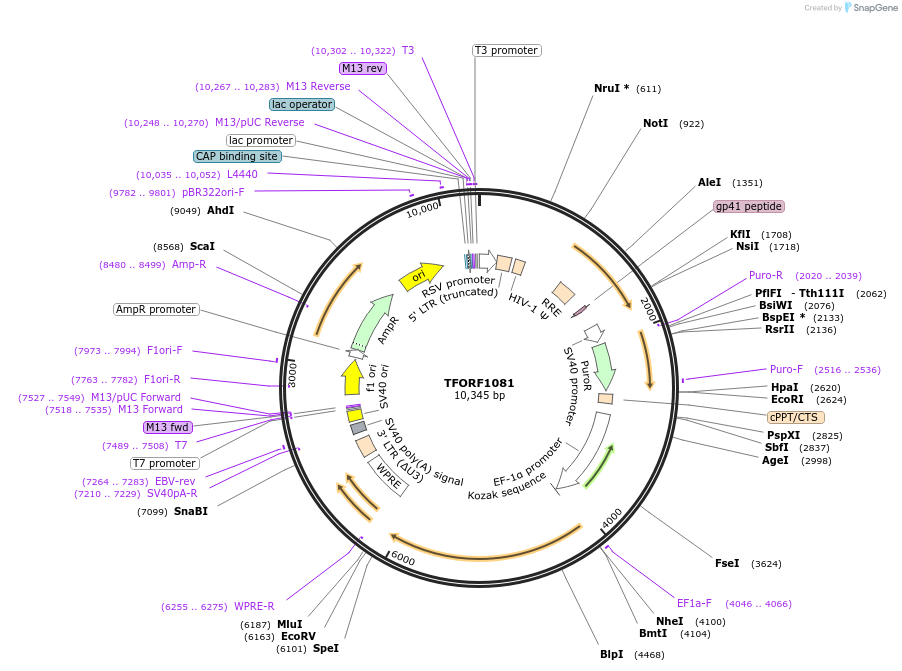143757-plasmid-map-sequence-id-407856