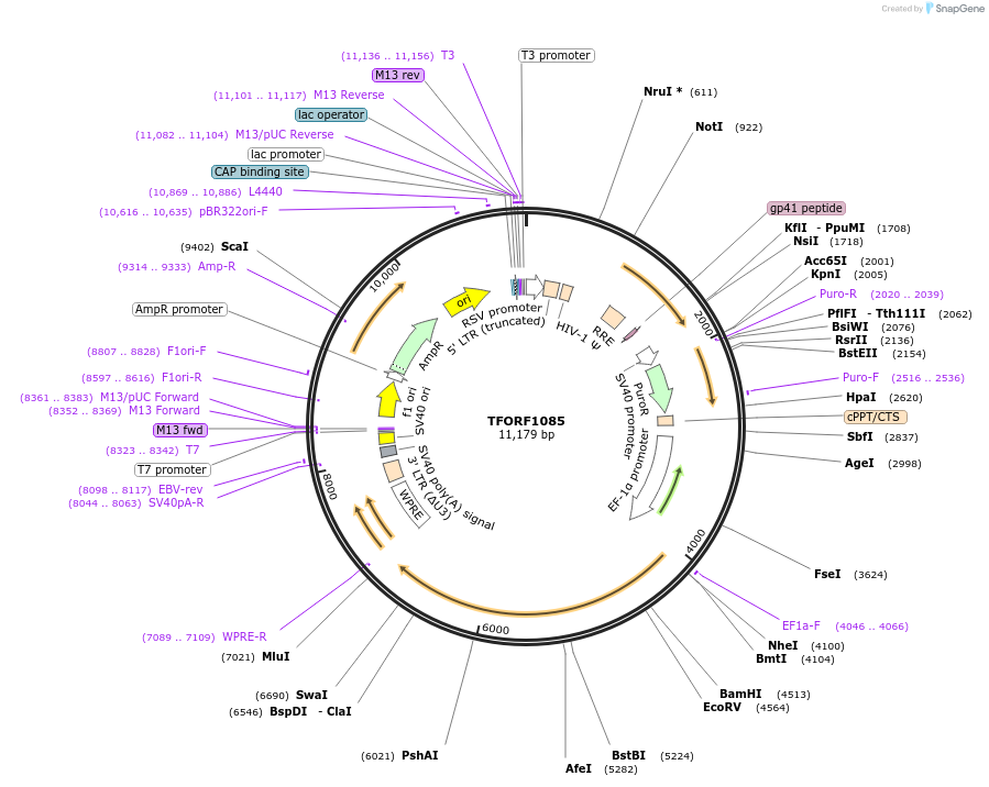143758-plasmid-map-sequence-id-407857