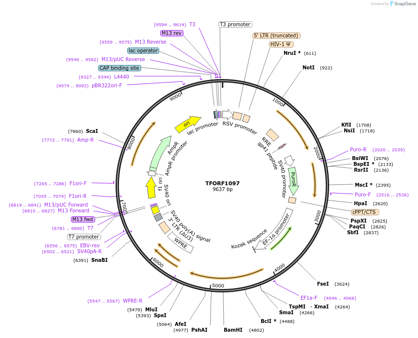 143761-plasmid-map-sequence-id-407858