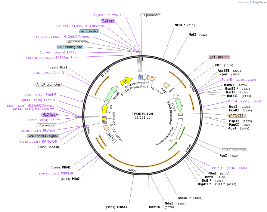 143765-plasmid-map-sequence-id-407860