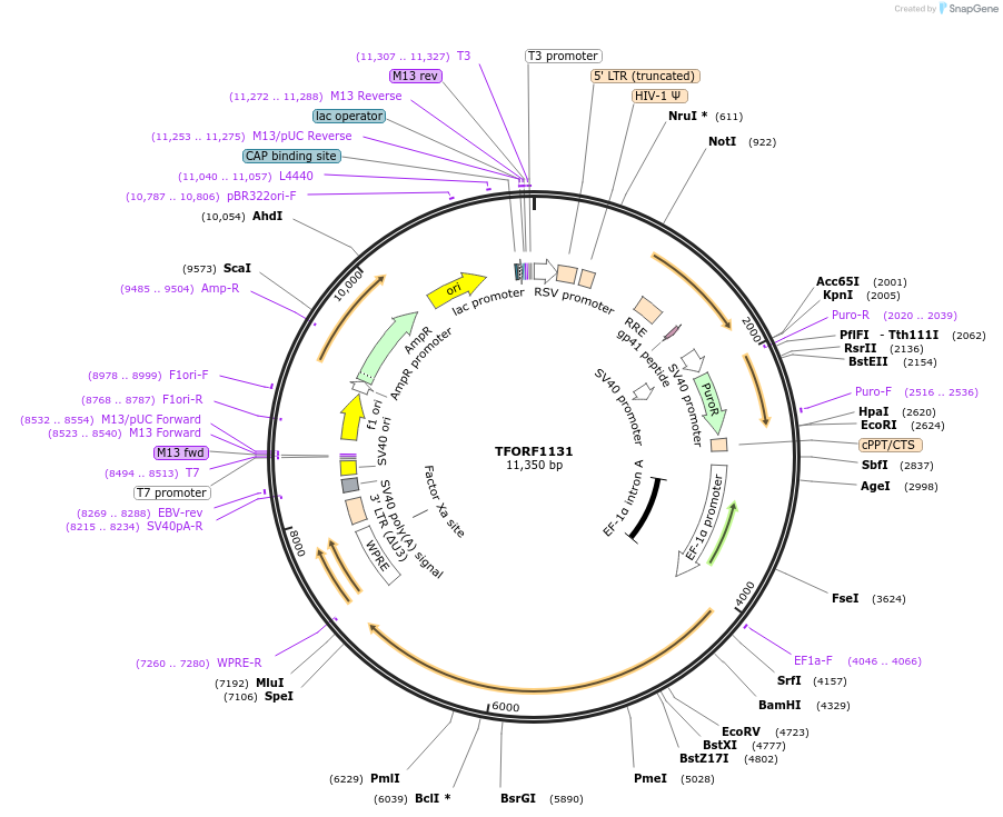 143766-plasmid-map-sequence-id-407861