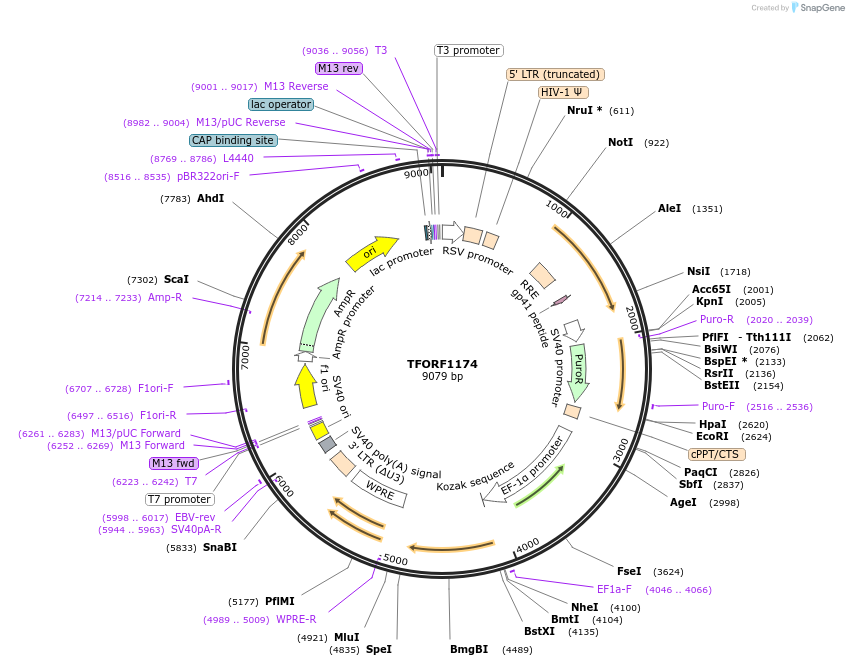 143770-plasmid-map-sequence-id-407864