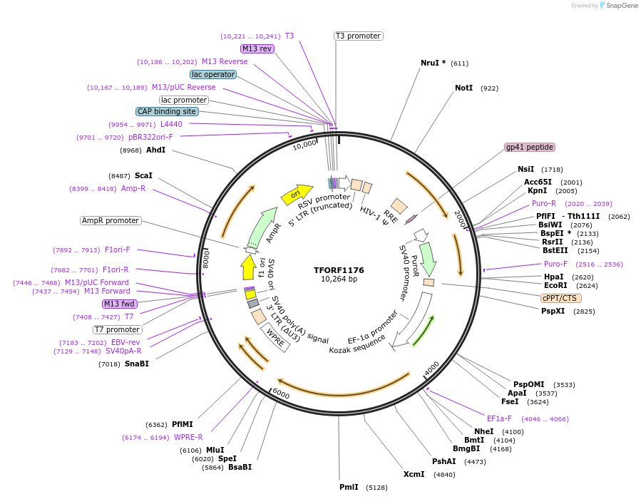 143771-plasmid-map-sequence-id-407865
