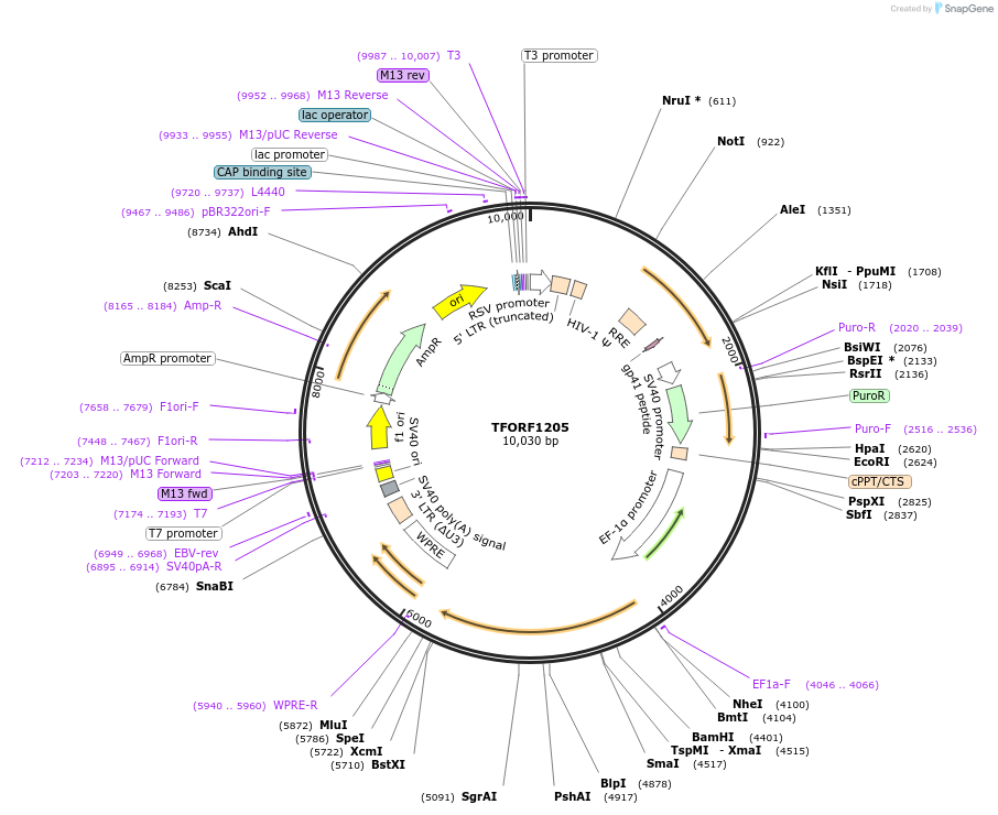 143772-plasmid-map-sequence-id-407866
