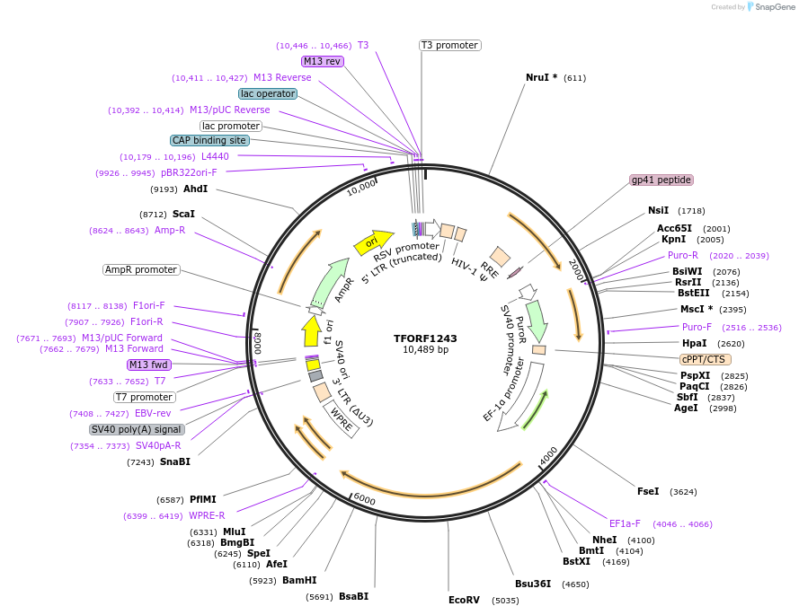 143776-plasmid-map-sequence-id-407868