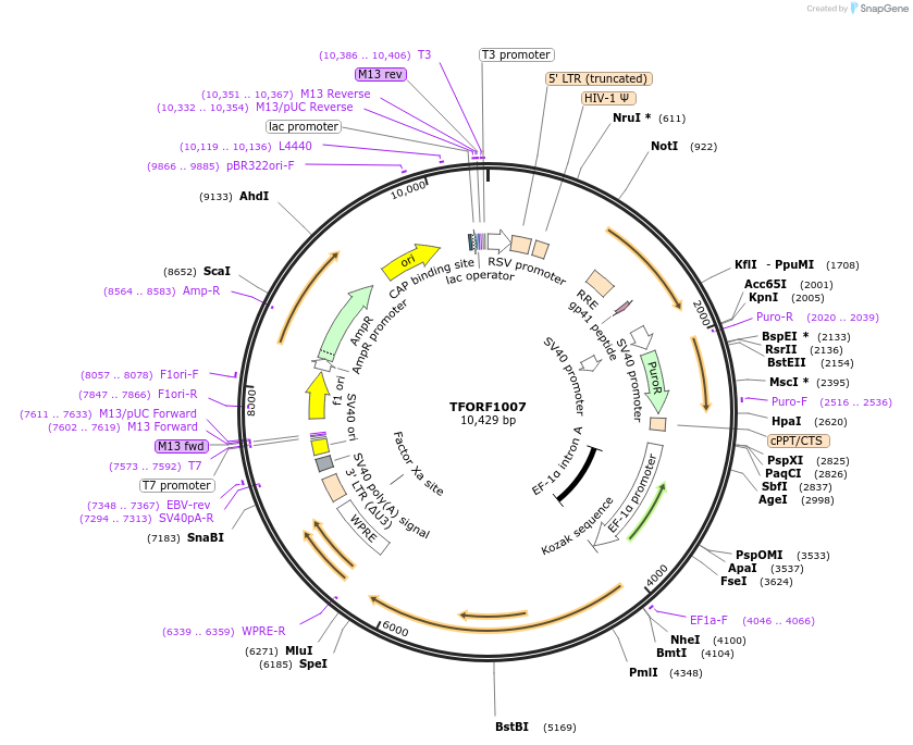 143741-plasmid-map-sequence-id-407871