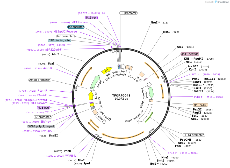 143685-plasmid-map-sequence-id-407873