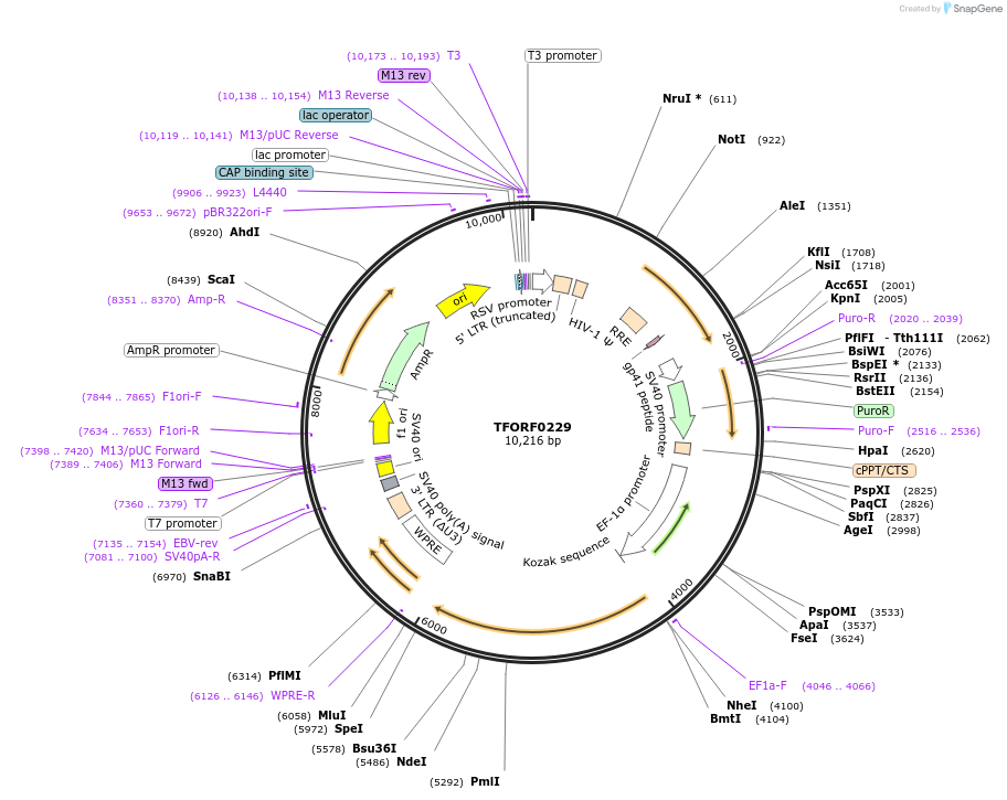 143686-plasmid-map-sequence-id-407874
