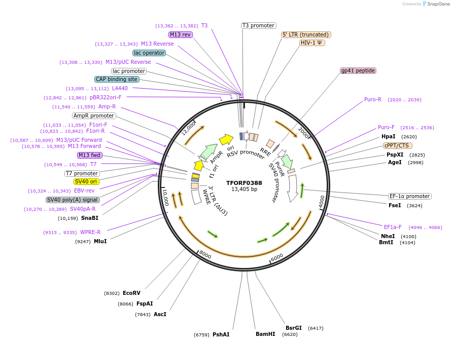 143699-plasmid-map-sequence-id-407881