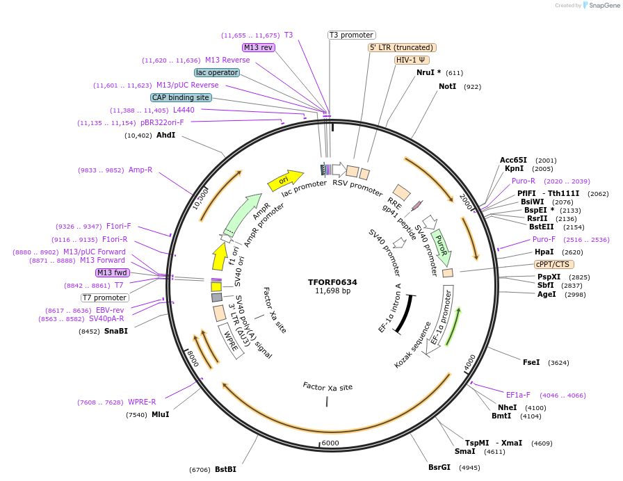 143720-plasmid-map-sequence-id-407884