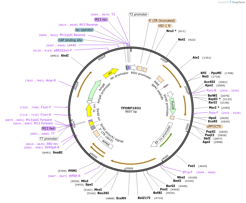 143744-plasmid-map-sequence-id-407892