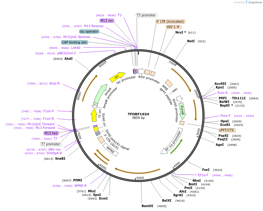 143745-plasmid-map-sequence-id-407893