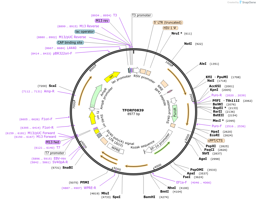 141728-plasmid-map-sequence-id-407894