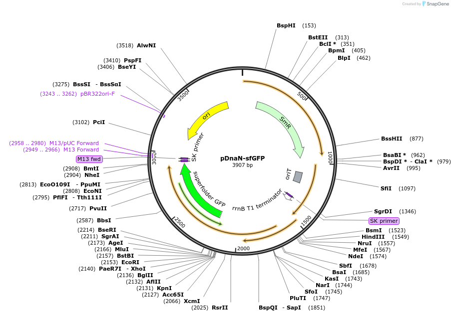 207246-plasmid-map-sequence-id-407930