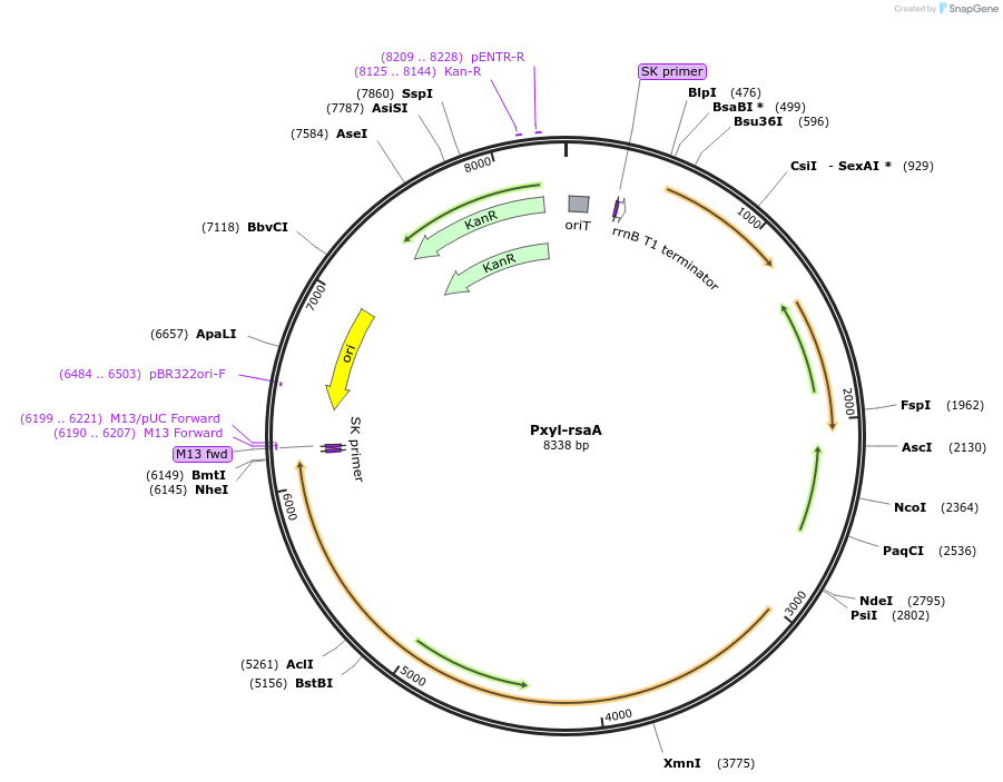 207250-plasmid-map-sequence-id-407933