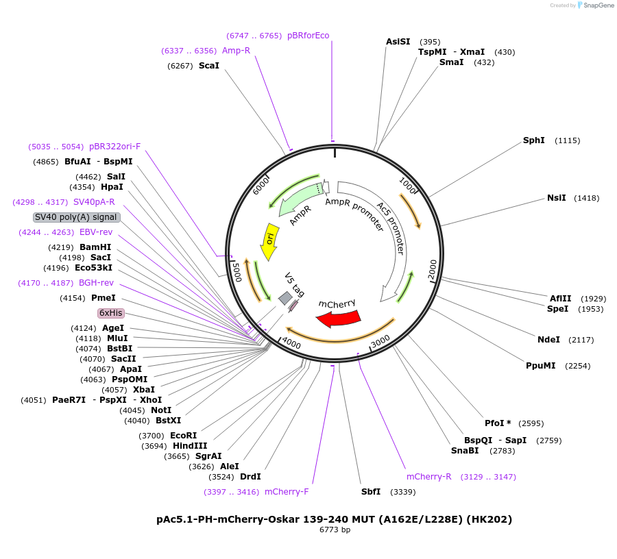 206464-plasmid-map-sequence-id-407944