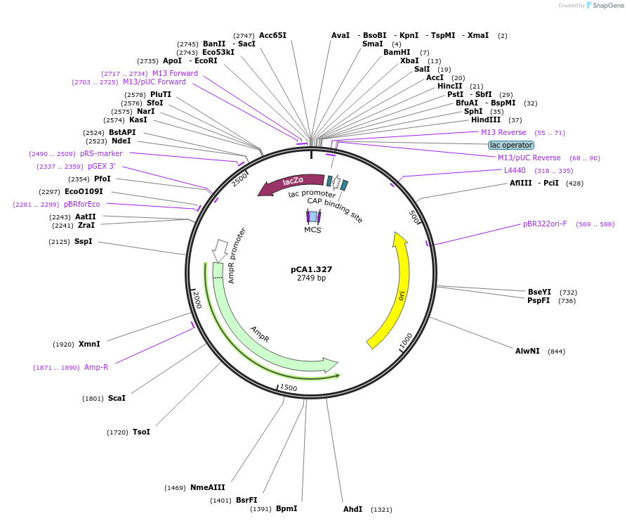 203953-plasmid-map-sequence-id-407945