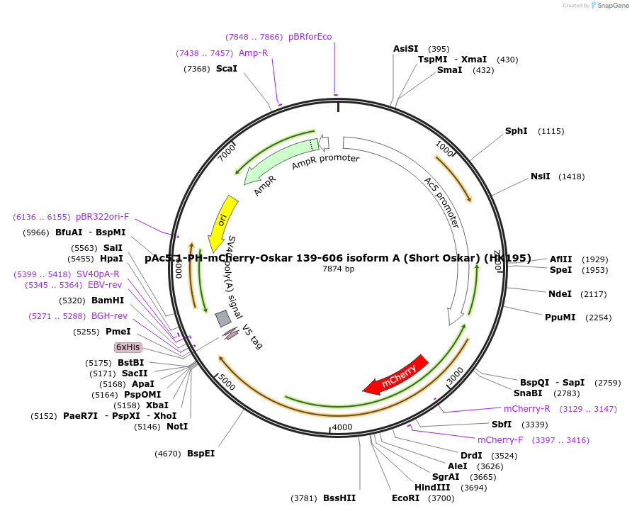 206460-plasmid-map-sequence-id-407996