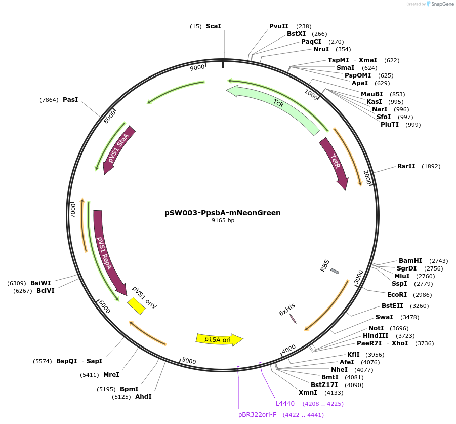 205019-plasmid-map-sequence-id-407998