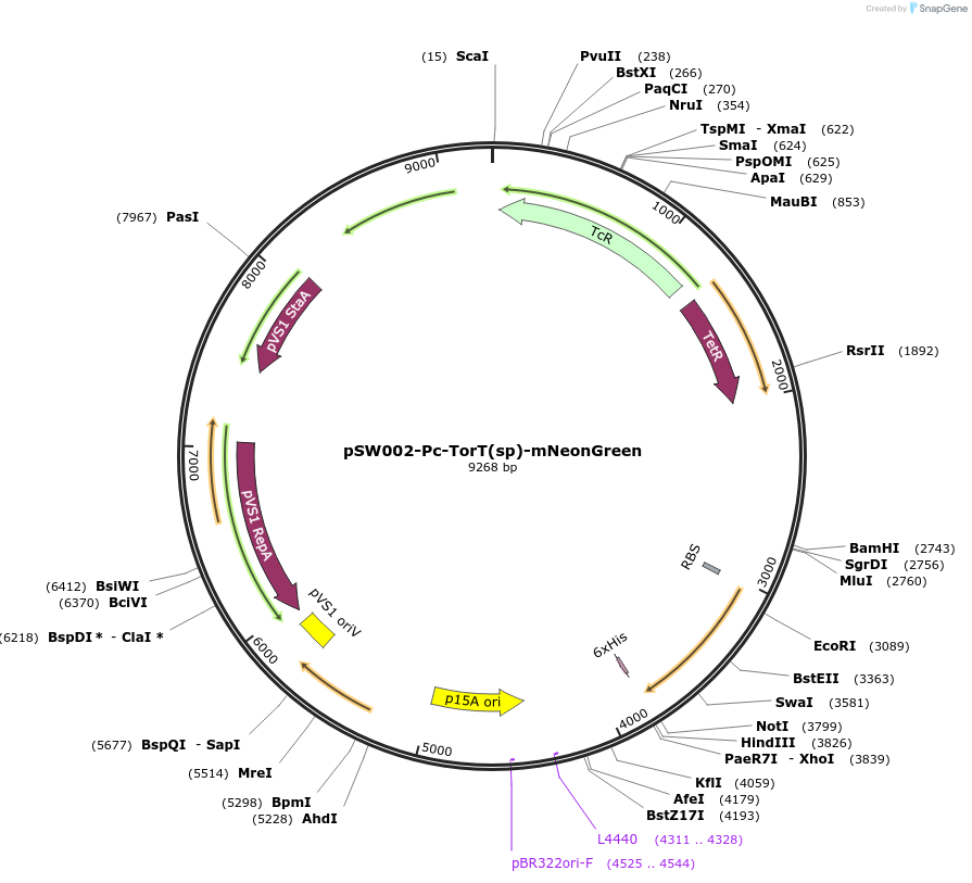 205021-plasmid-map-sequence-id-407999