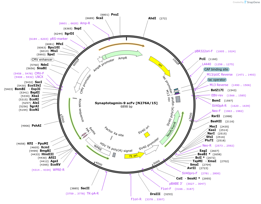206738-plasmid-map-sequence-id-408004
