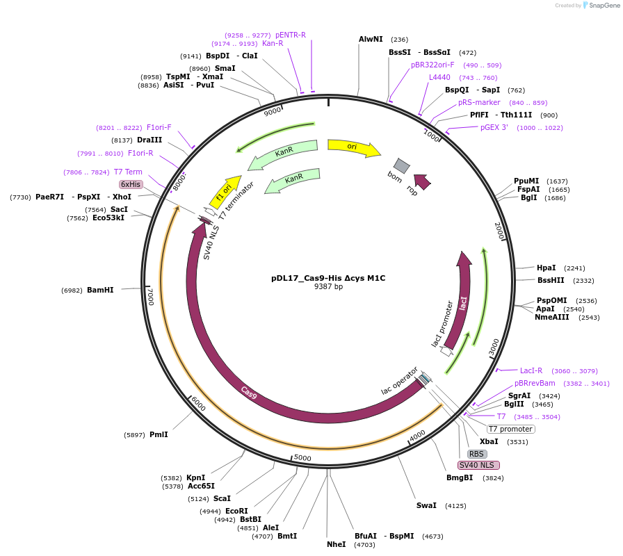 206251-plasmid-map-sequence-id-408072