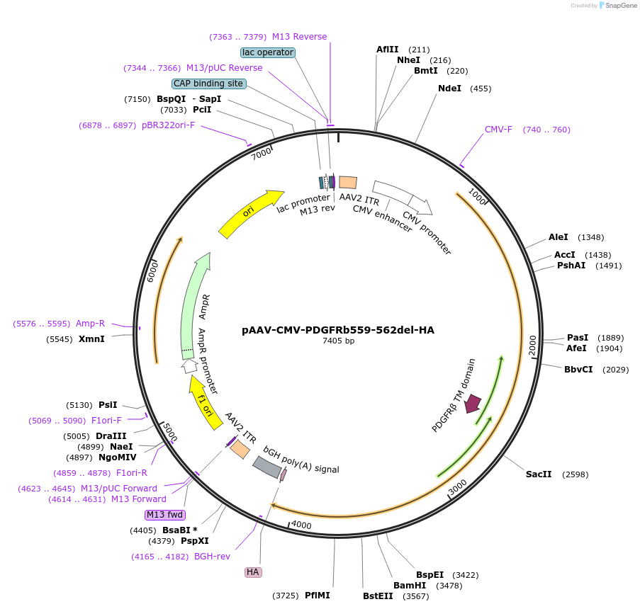 204351-plasmid-map-sequence-id-408073