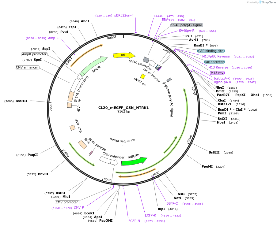 205827-plasmid-map-sequence-id-408075