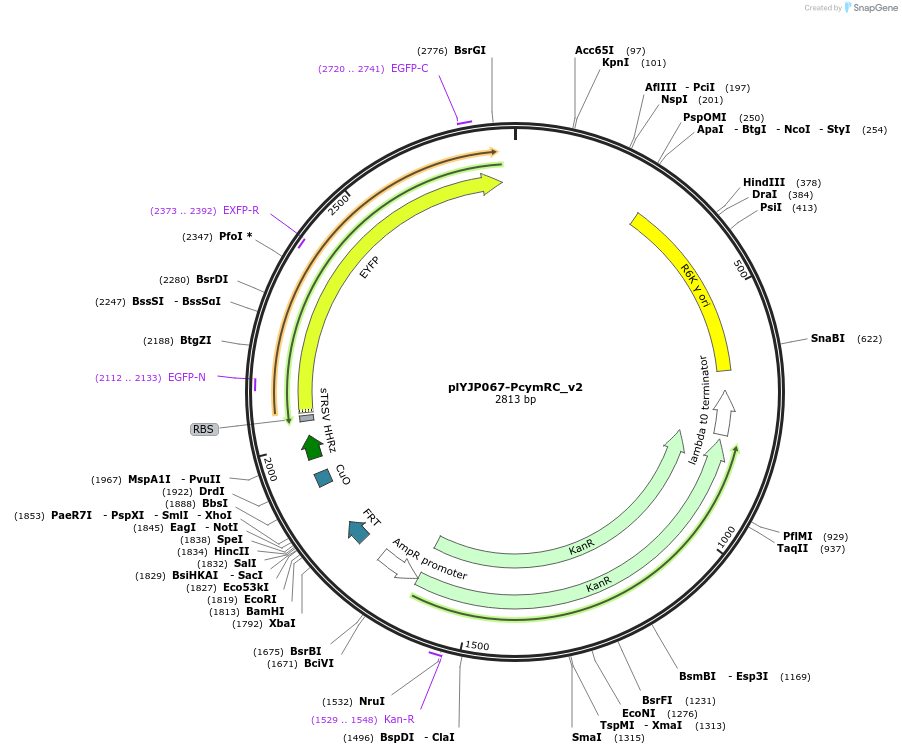 202302-plasmid-map-sequence-id-408089