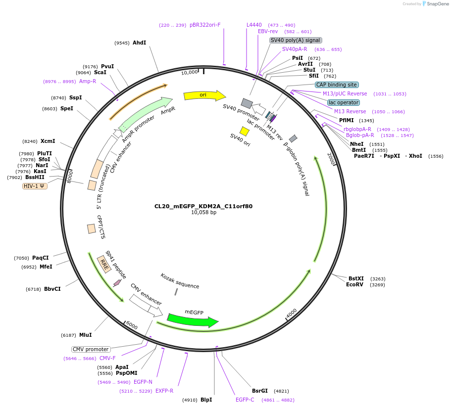 205836-plasmid-map-sequence-id-408097