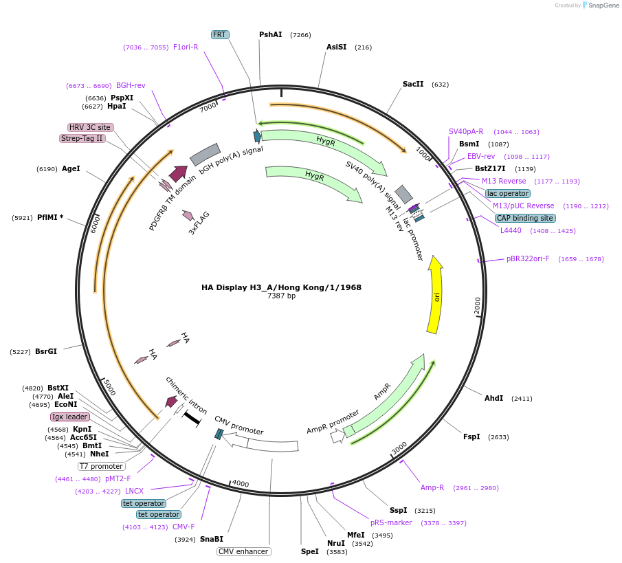 206506-plasmid-map-sequence-id-408102