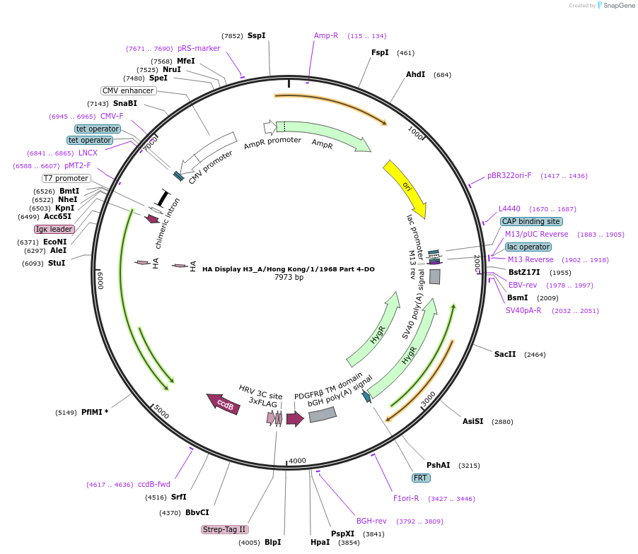 206518-plasmid-map-sequence-id-408109