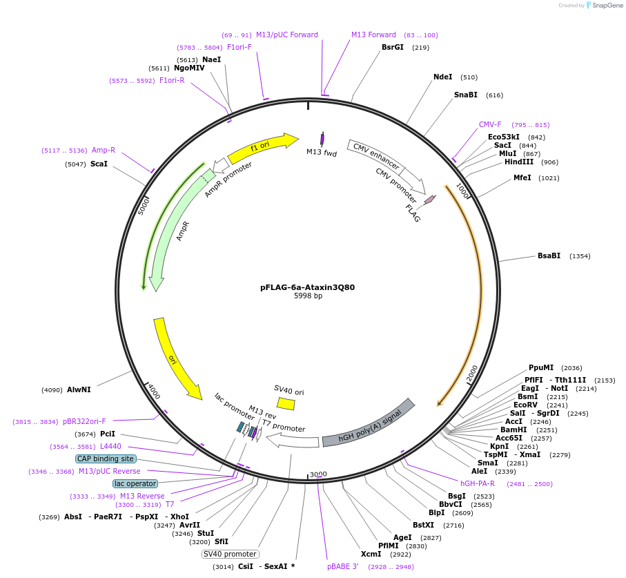 22129-plasmid-map-sequence-id-408112