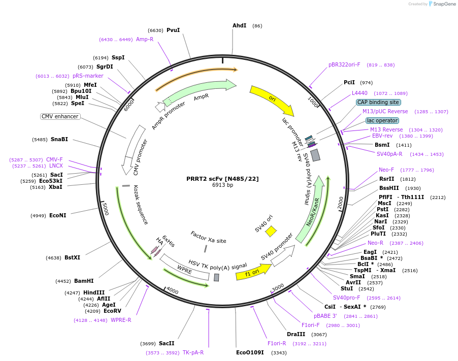 206776-plasmid-map-sequence-id-408115