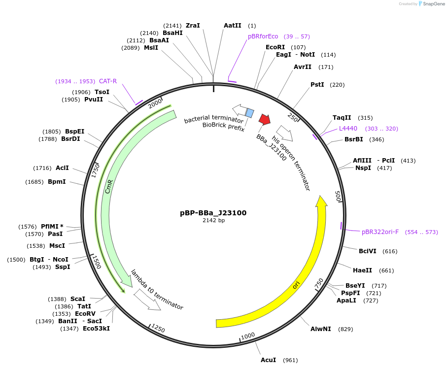 74097-plasmid-map-sequence-id-408118