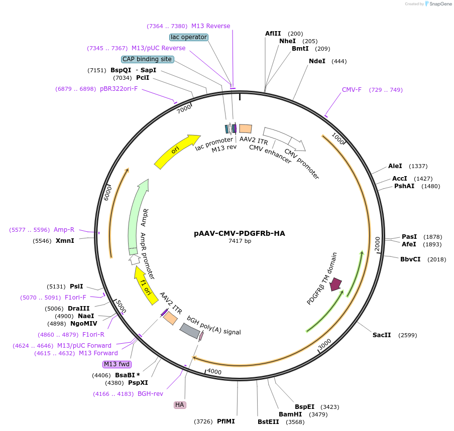 204350-plasmid-map-sequence-id-408125