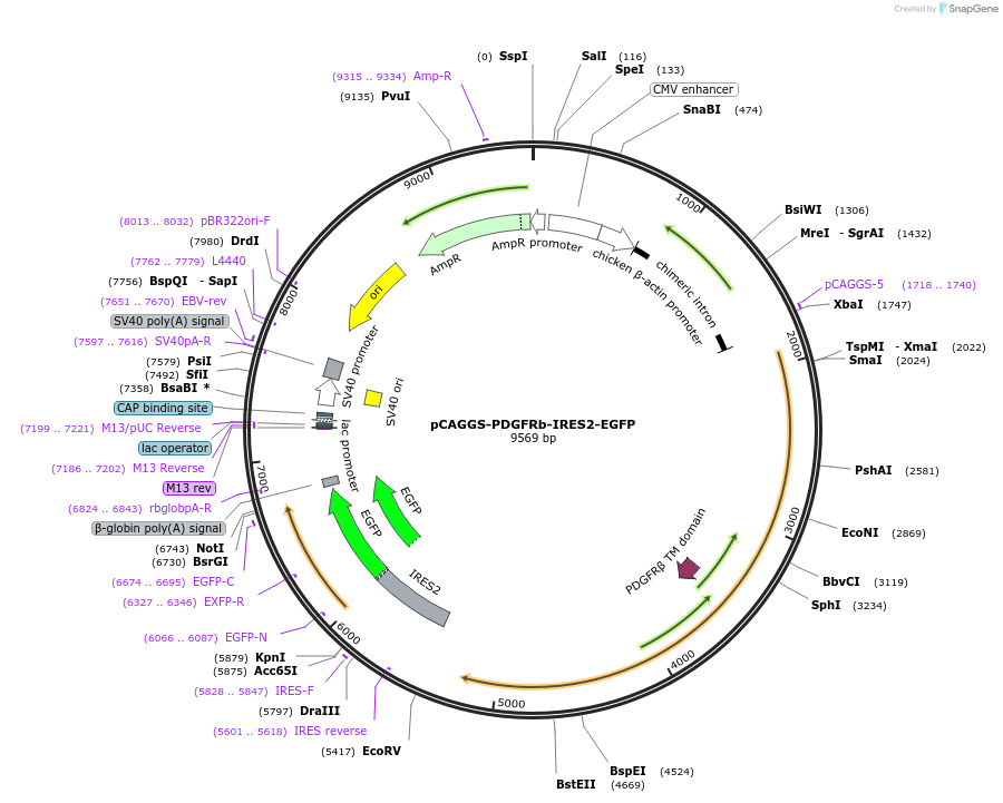 204354-plasmid-map-sequence-id-408126