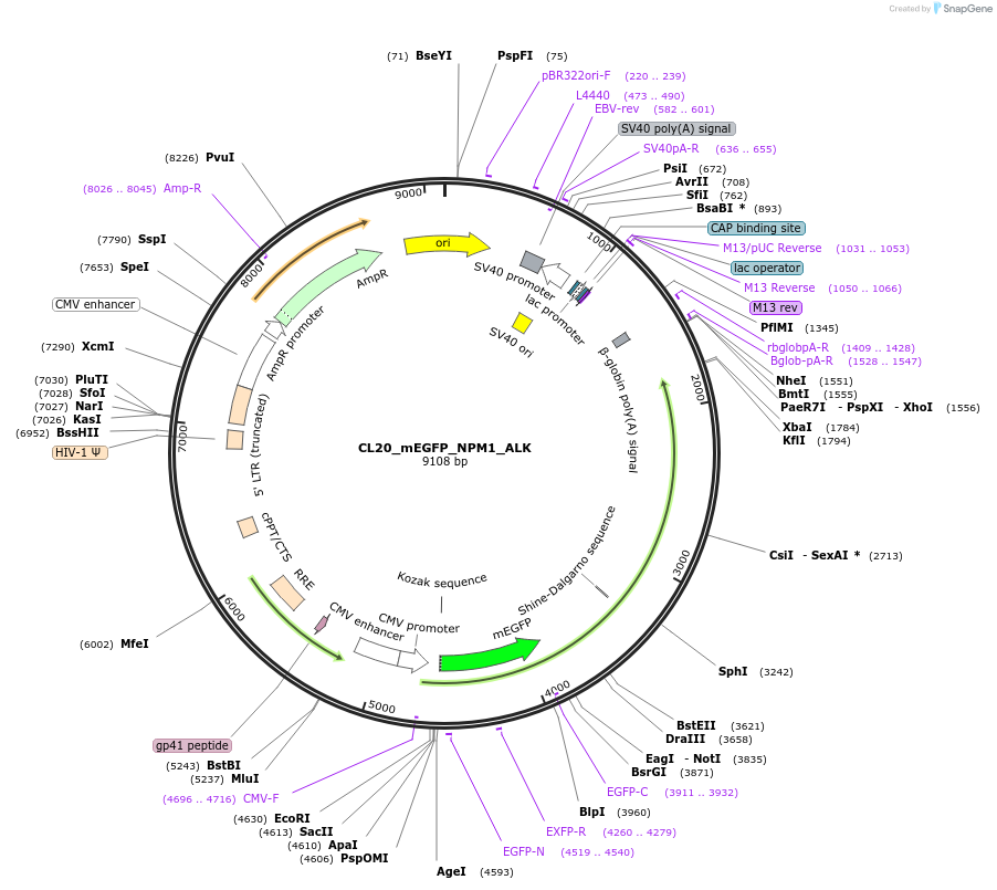 205868-plasmid-map-sequence-id-408147