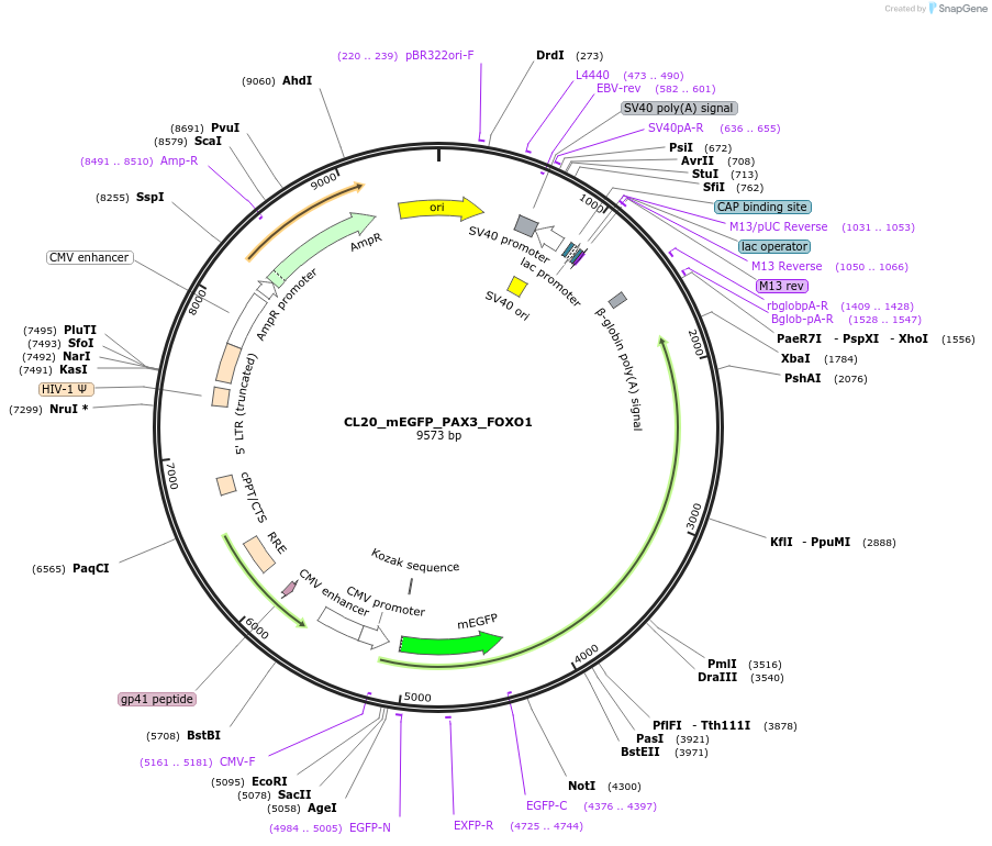 205875-plasmid-map-sequence-id-408149