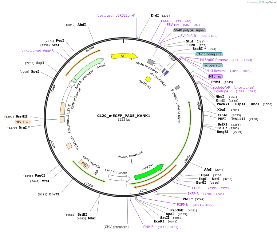 205884-plasmid-map-sequence-id-408150