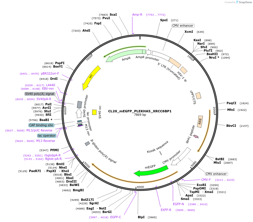 205896-plasmid-map-sequence-id-408154