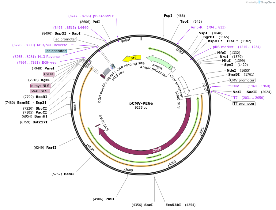 207855-plasmid-map-sequence-id-408162