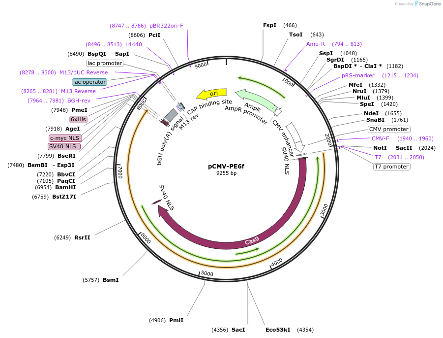 207856-plasmid-map-sequence-id-408168