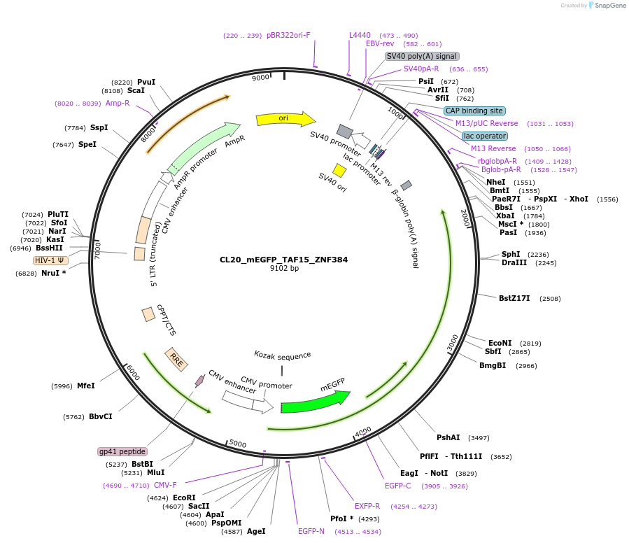 205932-plasmid-map-sequence-id-408169