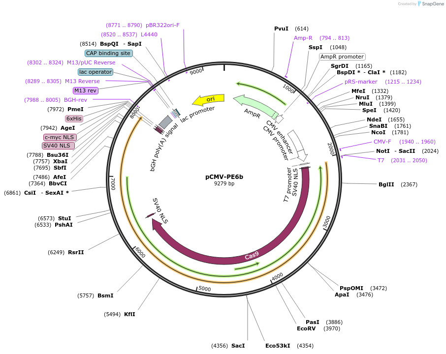 207852-plasmid-map-sequence-id-408170