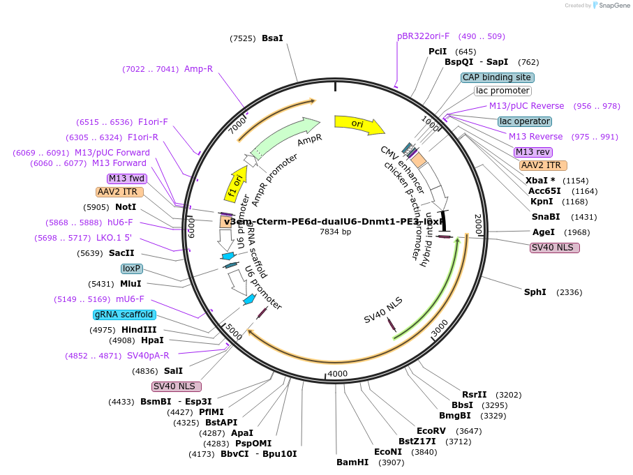 207863-plasmid-map-sequence-id-408181