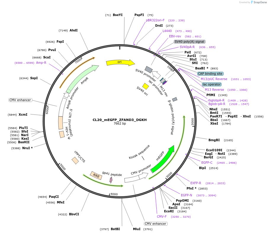 205959-plasmid-map-sequence-id-408182