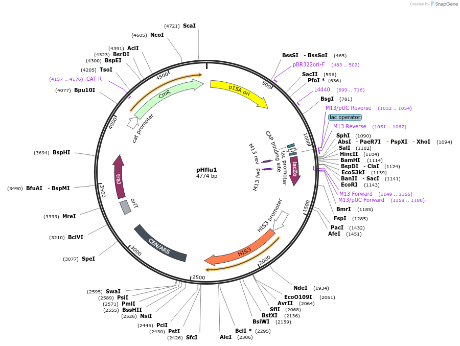 203878-plasmid-map-sequence-id-408184