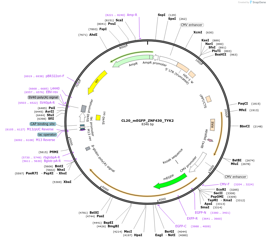 205961-plasmid-map-sequence-id-408185
