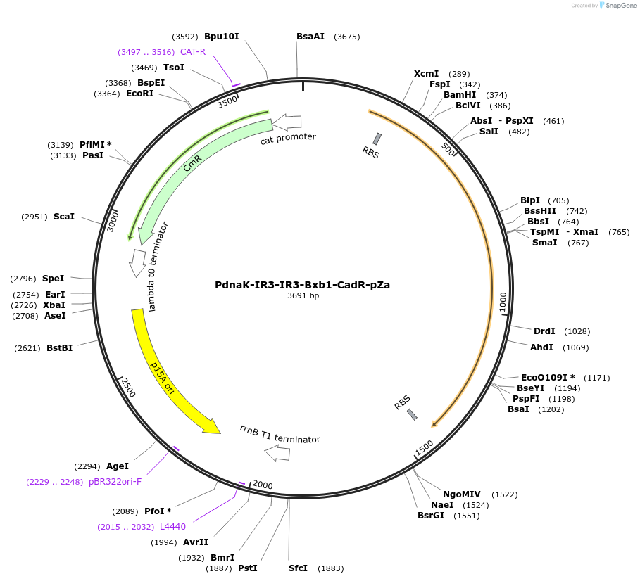 204686-plasmid-map-sequence-id-408252